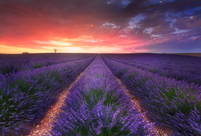 Lavender field at sunset