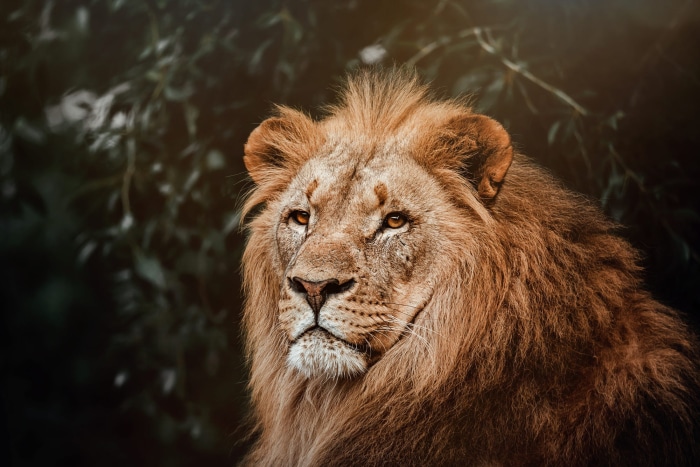Lion with mane in front of dark foliage
