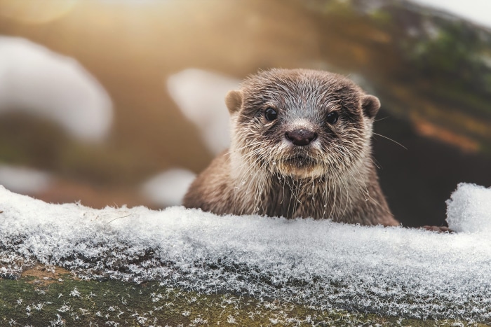 Close-up of an otter in the snow