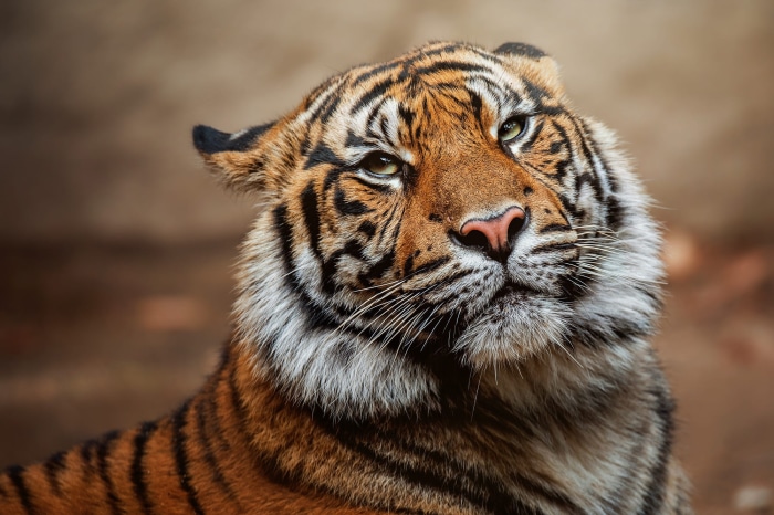 Tiger close-up portrait