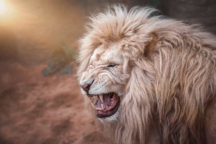 Close-up of a roaring white lion
