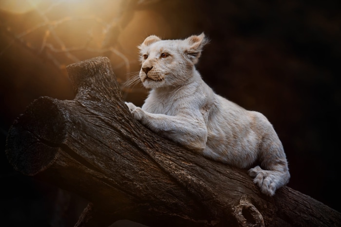White Lion Cub on a Log