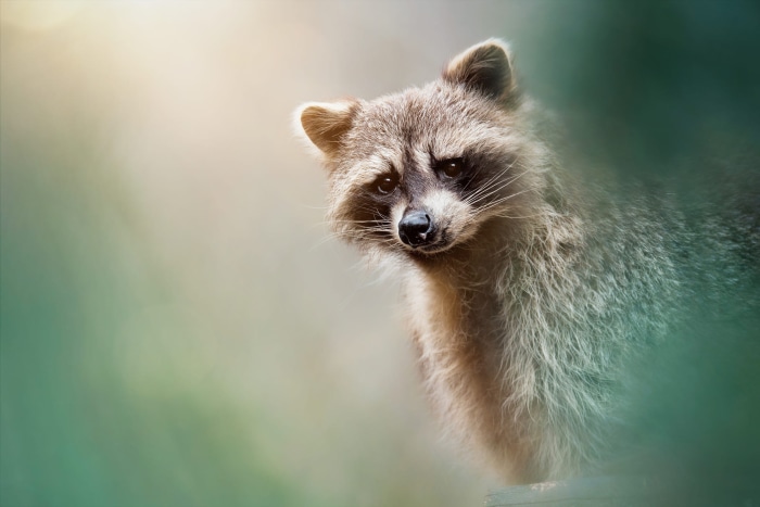 A raccoon peeks out from behind foliage