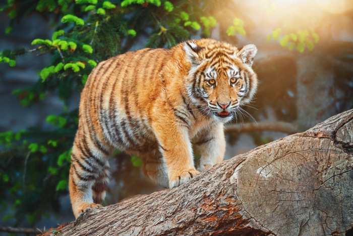 Tiger cub on a log