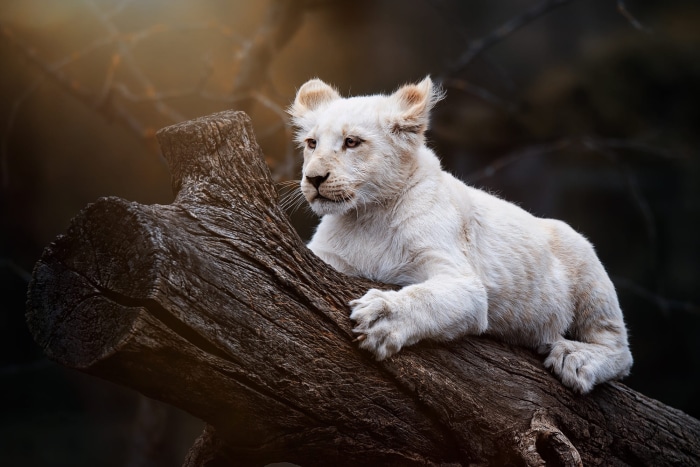 White Lion Cub on a Log