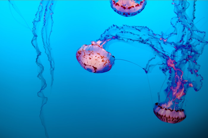 Three jellyfish swimming in blue water