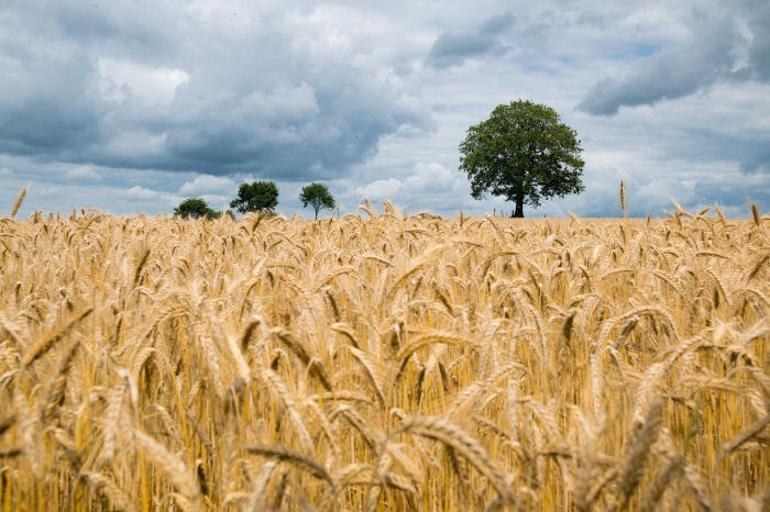 Wheat field with trees under cloudy sky
