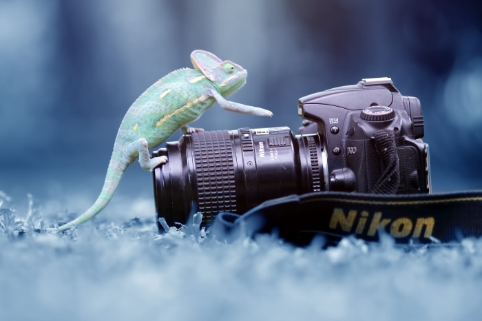 Chameleon on a Nikon camera