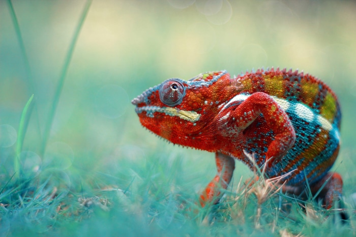Chameleon on grass