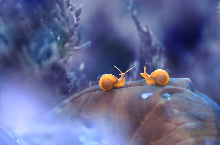 Two snails on a leaf with blue background