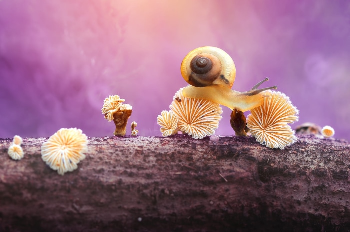 Snail on mushrooms on a log
