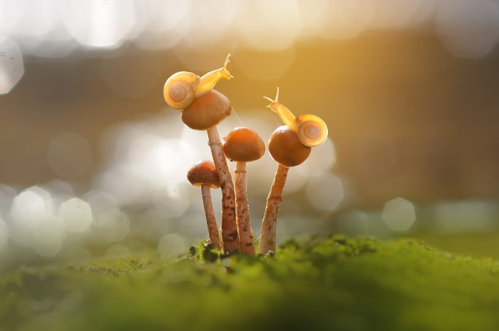 Two snails on mushrooms