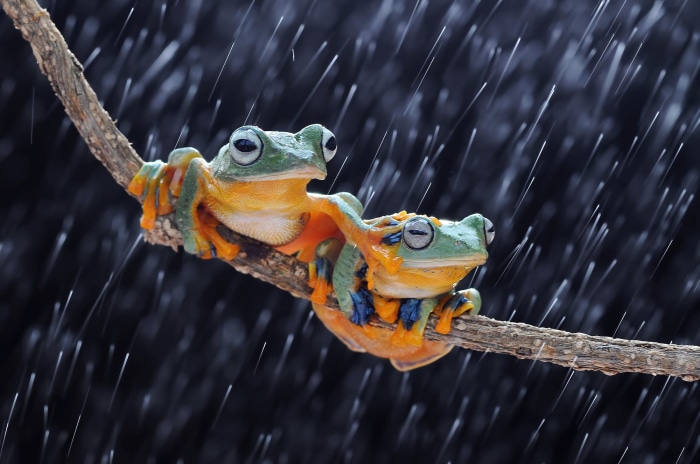 Two frogs on a branch in the rain