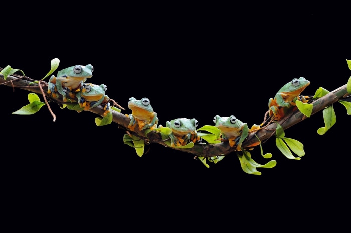 Several flying frogs perched on a branch