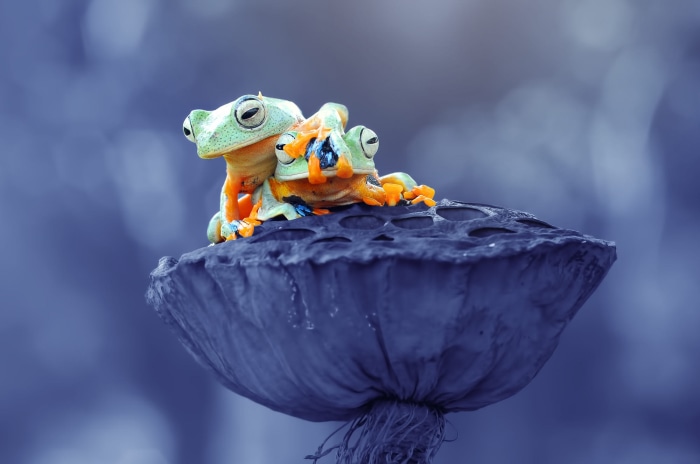 Two green tree frogs on a dried lotus pod