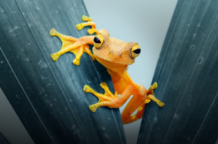 Orange frog on dark green leaves