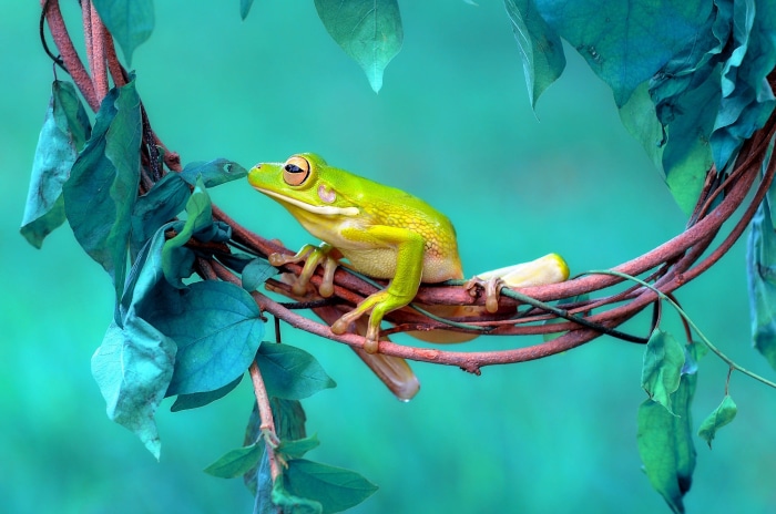 Green tree frog on a branch