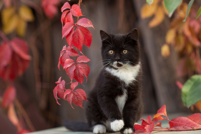 Black and white kitten sitting near red leaves