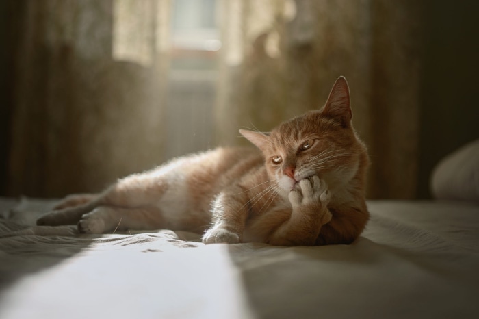 Orange cat lying on a bed