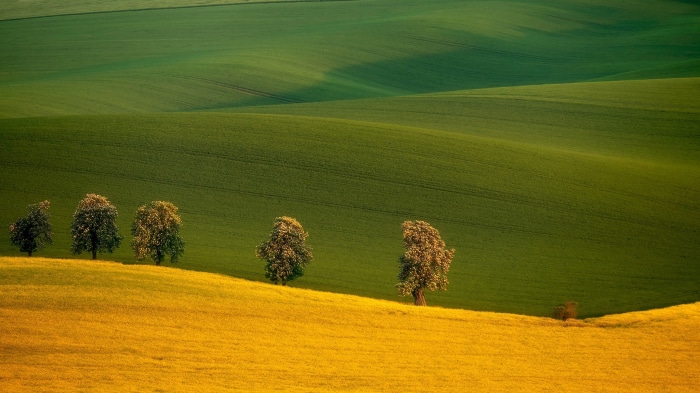 Rolling green and yellow fields with trees in Czech Republic