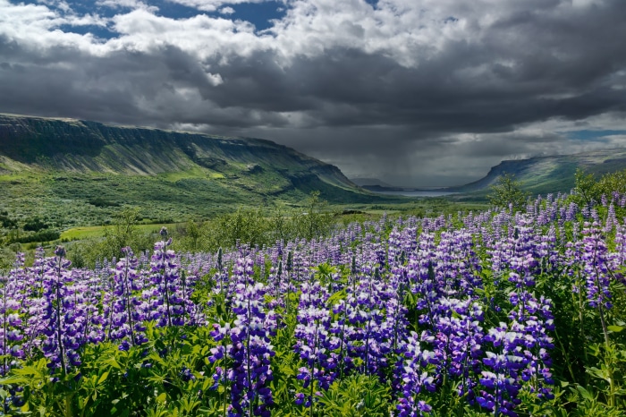 Valley with Lupine Flowers in Iceland