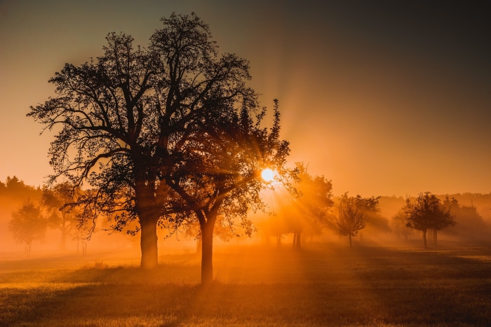 Sunrise with sunbeams through trees
