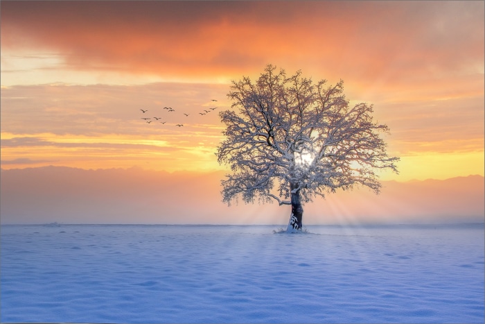 Tree with sunbeams at sunset in winter