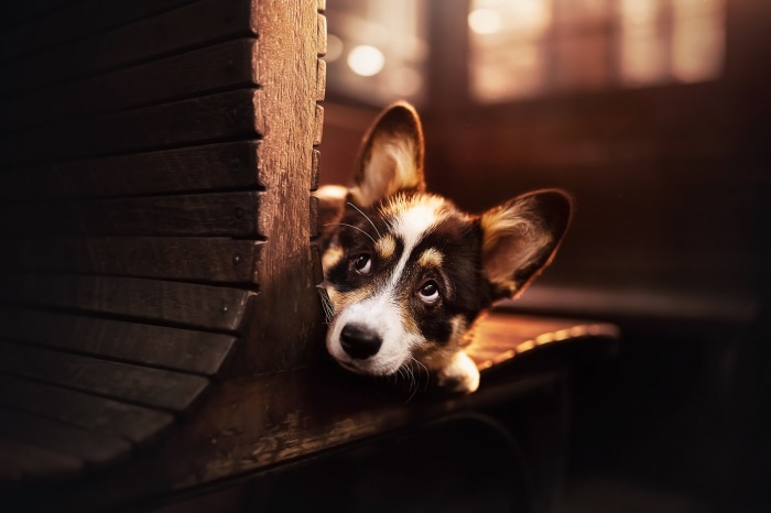 Corgi puppy peeking from behind wooden slats
