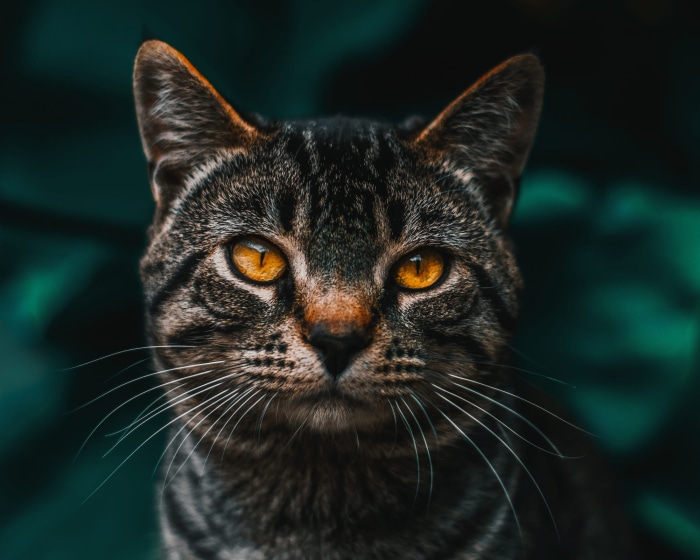 Tabby Cat with Yellow Eyes