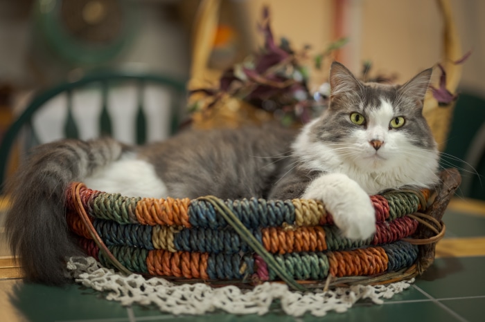 Maine Coon Cat in a Woven Basket
