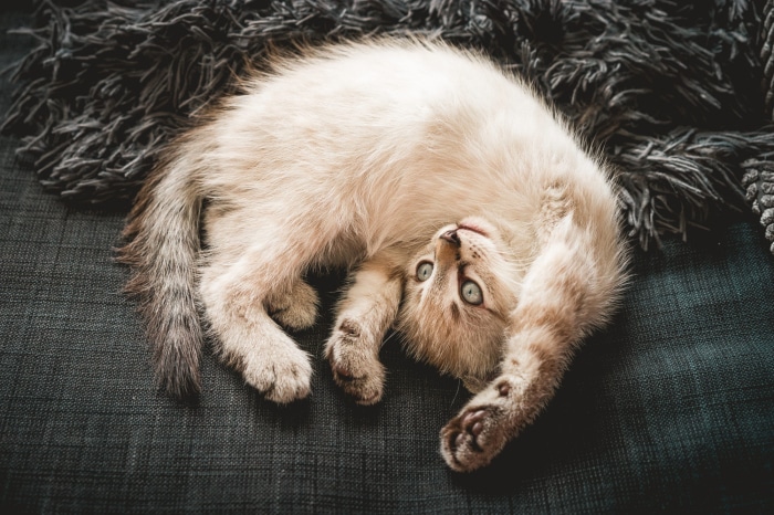 Kitten lying on a fuzzy blanket