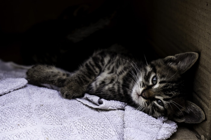Tabby Kitten Lying on a Blanket