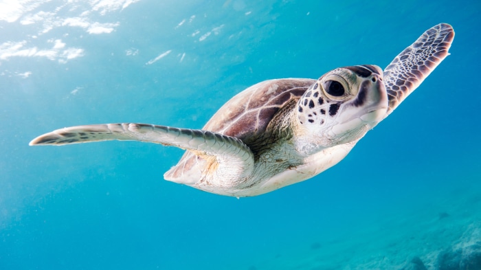 Sea Turtle Swimming Underwater 4K