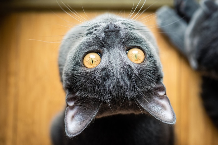 Close-up of a grey cat looking up