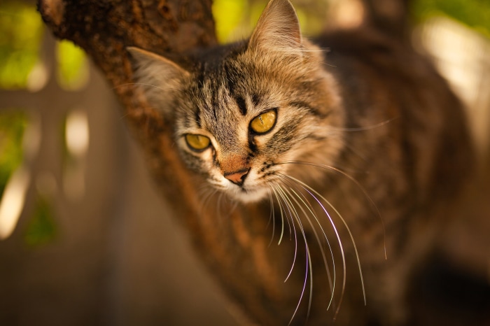 Tabby cat with yellow eyes on a tree branch