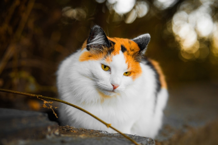 Calico cat with yellow eyes sitting outdoors