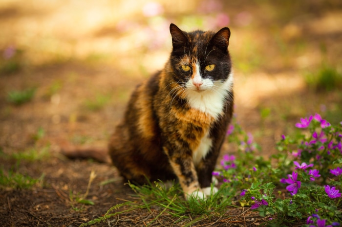 Calico cat sitting outdoors near purple flowers