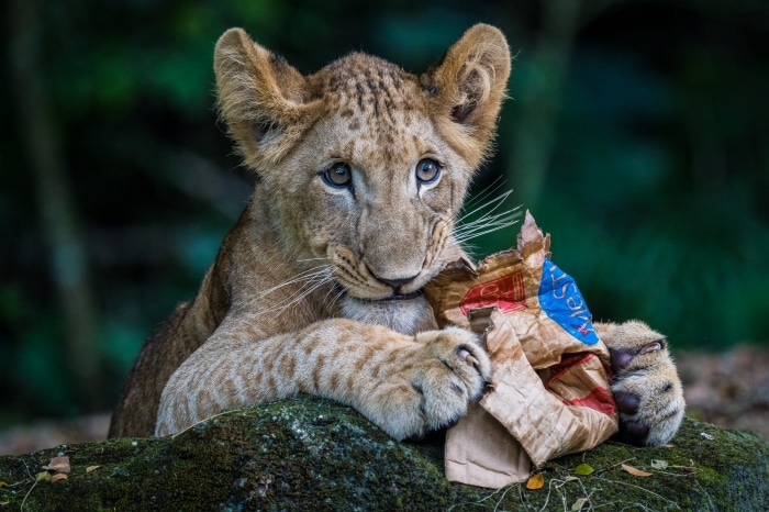 Lion cub playing with crumpled paper bag