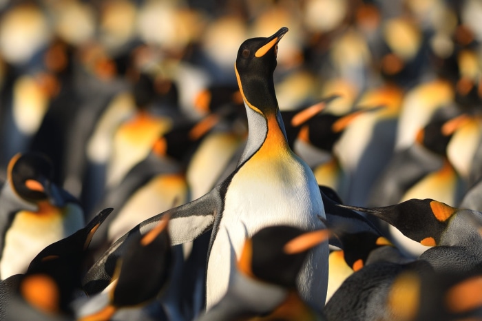 King Penguins in a Colony