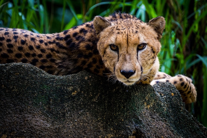 Cheetah resting on a rock