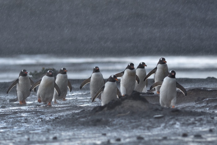 Gentoo penguins in the rain