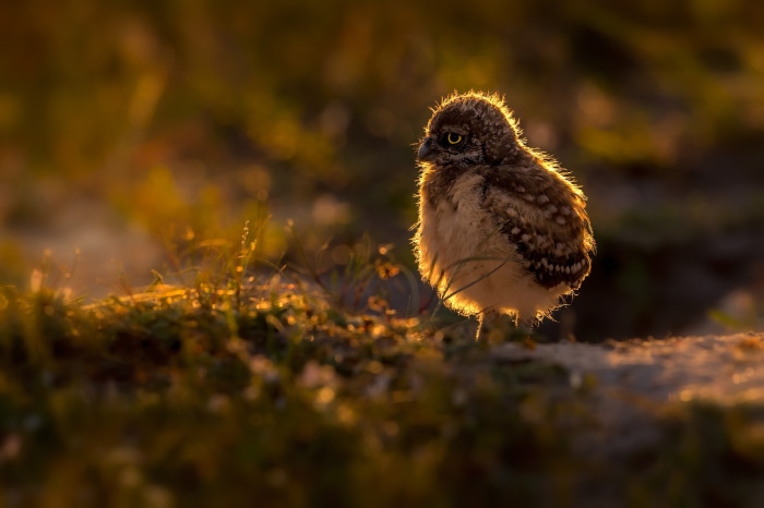 Baby owl in golden hour light