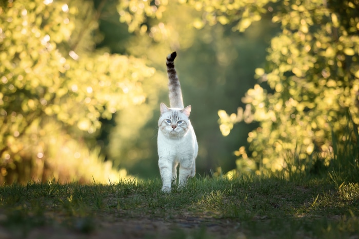 A Siamese cat walks on a grassy path
