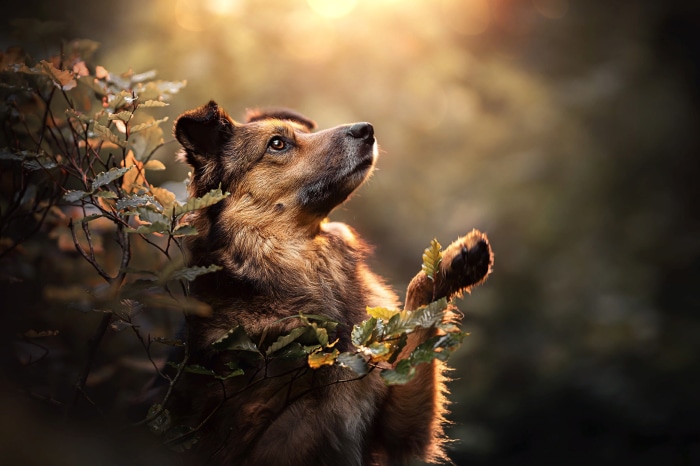 Dog looking up in a forest during sunset