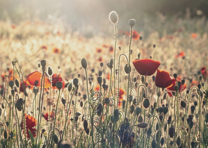 Field of red poppies in sunlight