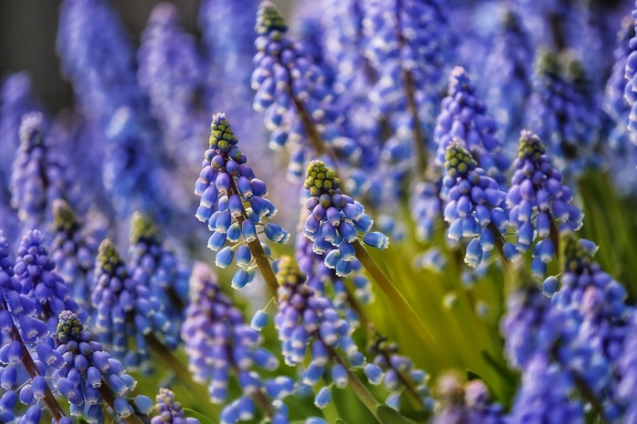 Blue Grape Hyacinth Flowers