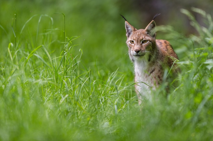 Lynx peeking through tall green grass