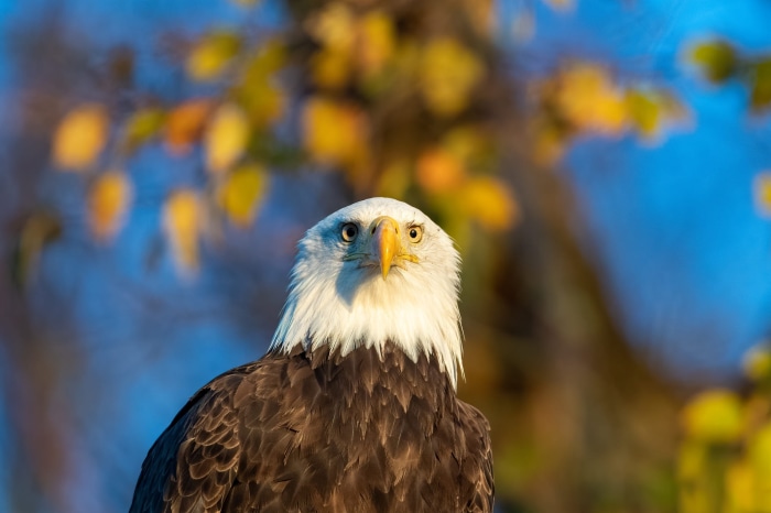 Bald Eagle looking at the camera