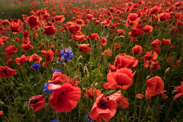 Field of Red Poppies and Blue Cornflowers