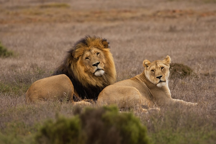 Male and female lions resting in dry grass